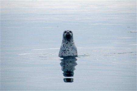 Spotted seal viewing humans