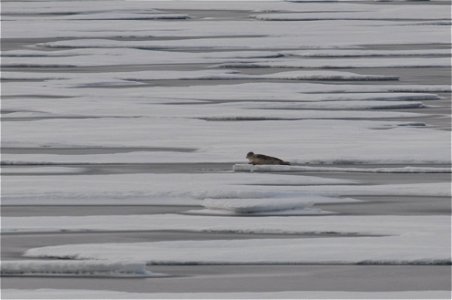 Seal on sea ice. Alaska Beaufort Sea.
