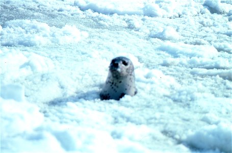 Spotted Seal Phoca largha