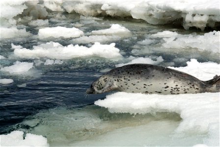 Spotted Seal Phoca largha, Alaska photo