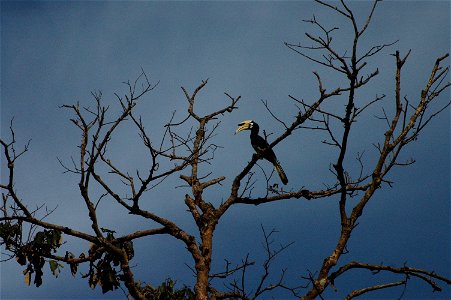 Oriental Pied Hornbill Anthracoceros albirostris in Borneo