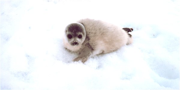 A Phoca largha seal pup taken at Alaska, Bering Sea.