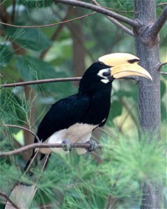 Oriental Pied-hornbill (Anthracoceros albirostris)