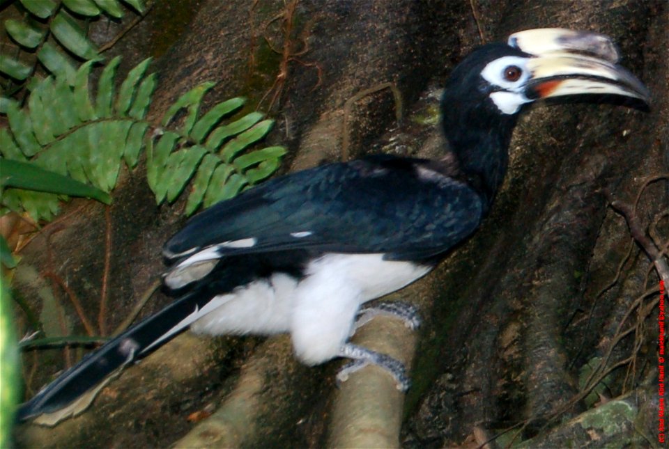 Di Hilir Perak, burung enggang tangling ini dikenali dengan nama burung langling.