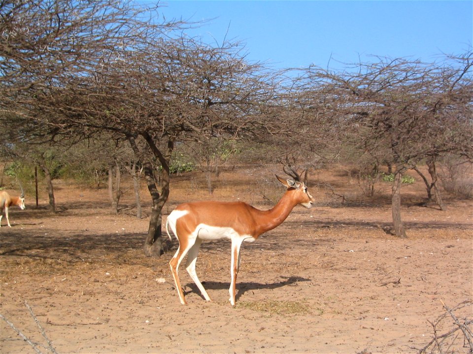 Gazella dama à la réserve de Guembeul (Sénégal)