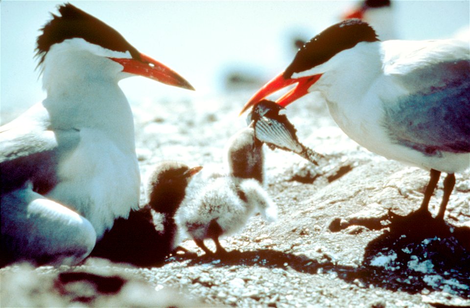 Environmental Images (Birds)