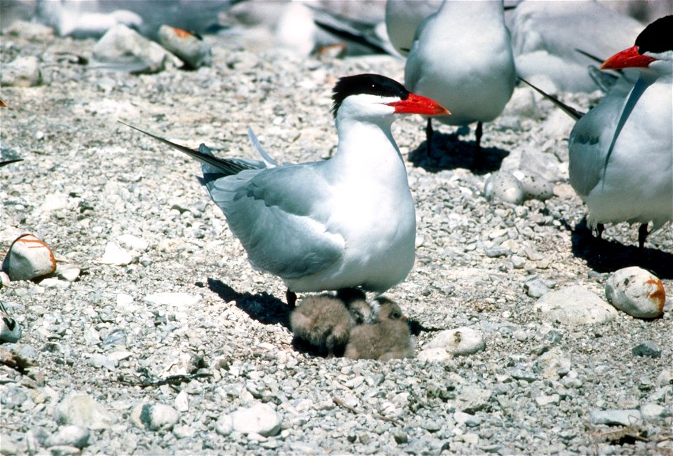Sterna caspia with chicks