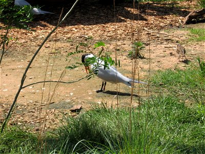 A Caspian Tern at the Oklahoma City Zoo.