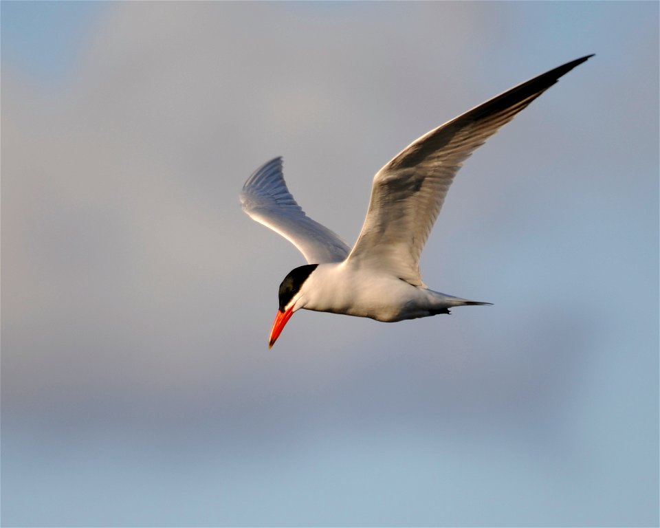 Entry from the 2014 Seney National Wildlife Refuge Photo Contest.

Photo courtesy of Jack Cook.