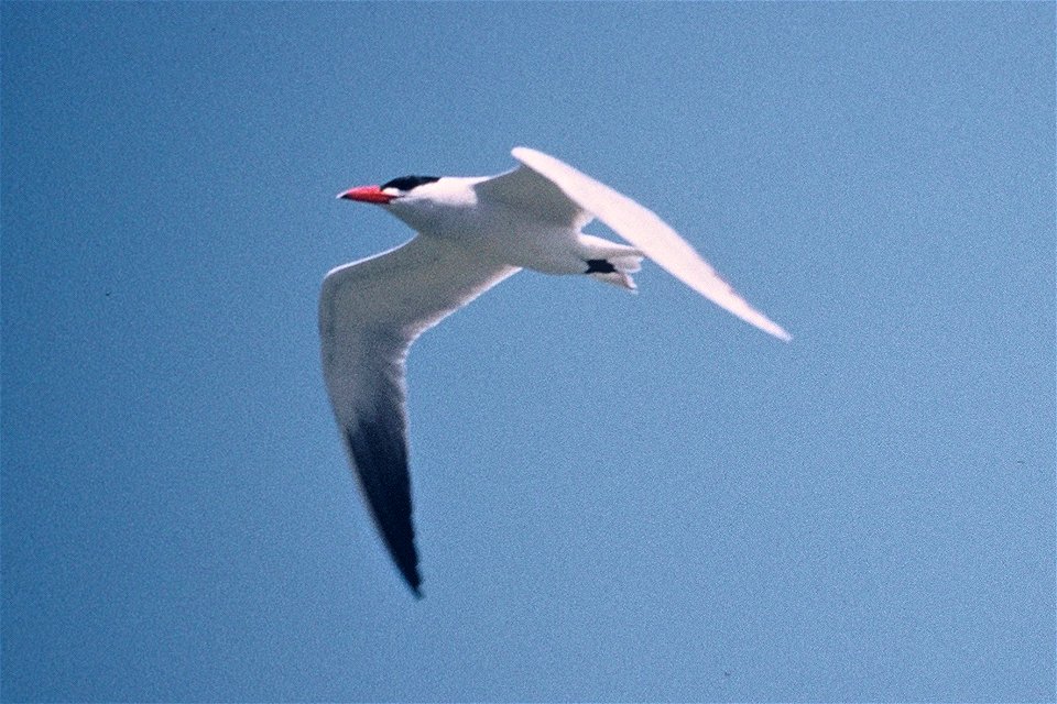 Caspian Tern (Sterna caspia)