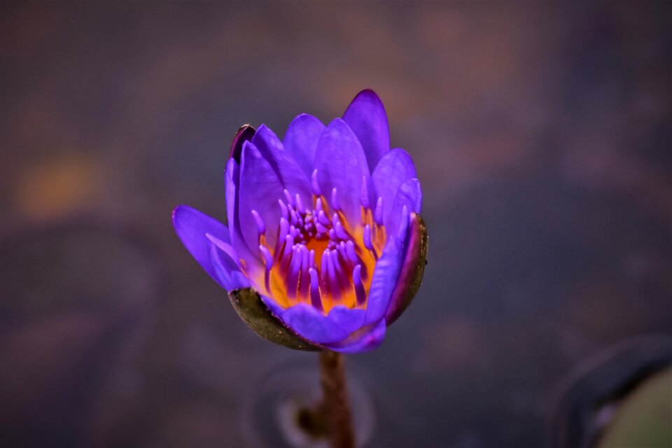 Flower bloom purple