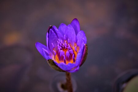 Flower bloom purple photo