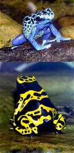 Blue Poison Dart frog Dendrobates azureus at Bristol Zoo, Bristol, England. Photographed by Adrian Pingstone in September 2005 and released to the public domain.
Yellow-banded Poison Dart frog Dendrob