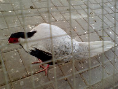 Bażant srebrzysty (samiec) w raciborskim mini-zoo
