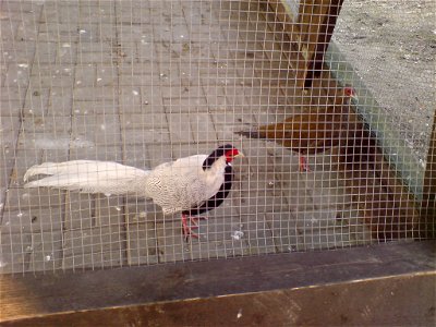 Samiec (biały) i samica (brązowa) bażanta srebrzystego w raciborskim mini-zoo.