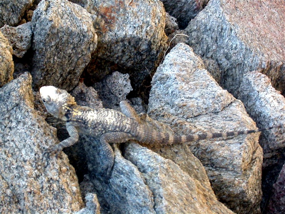Laudakia stellio, seen on Ikaria, Greece in the ancient temple of Nas