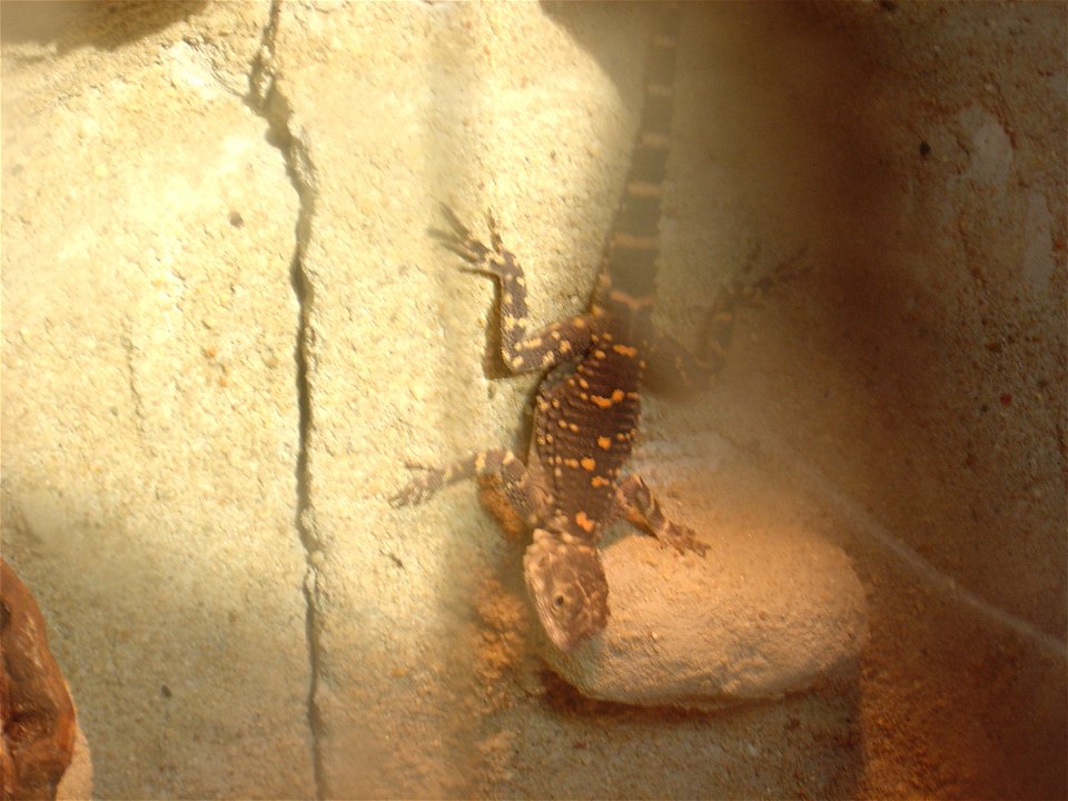 Laudakia stellio picea