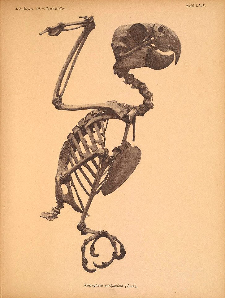 Ä. B. Meyer: Abb, v, Vogelskeletten. 
Tafel LXIV. 

Androglossa aiiripalliata (Less,),