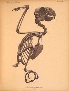Ä. B. Meyer: Abb, v, Vogelskeletten. 
Tafel LXIV. 

Androglossa aiiripalliata (Less,),