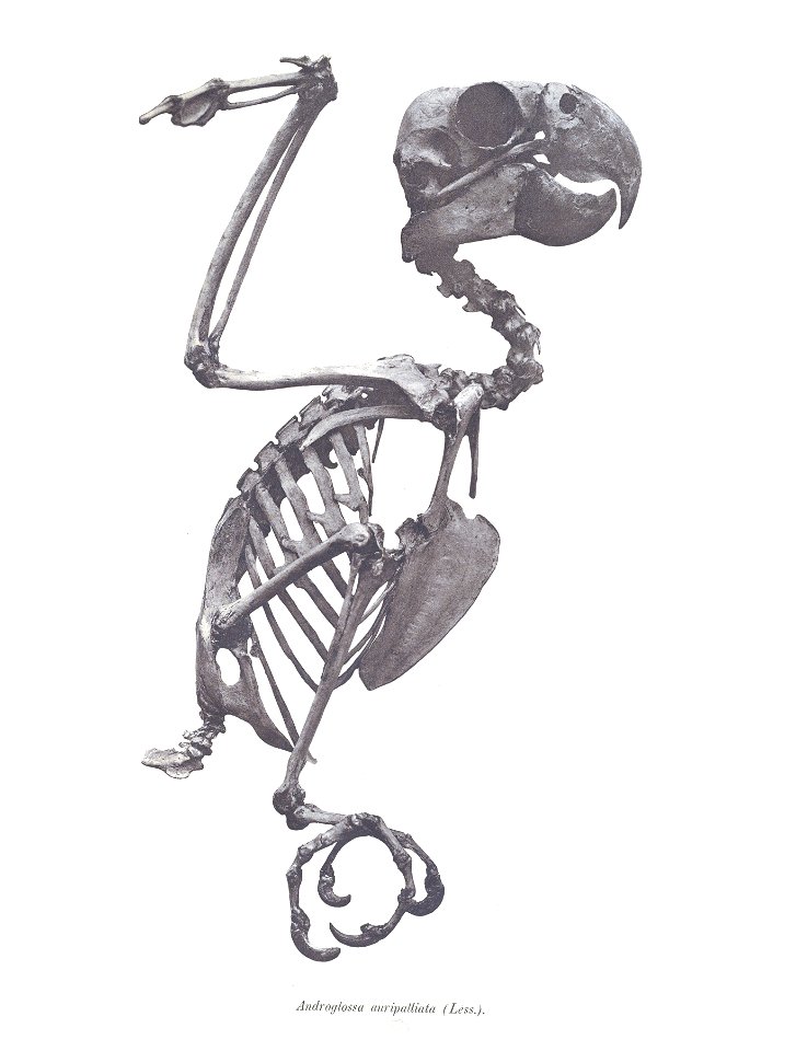 Androglossa auripalliata