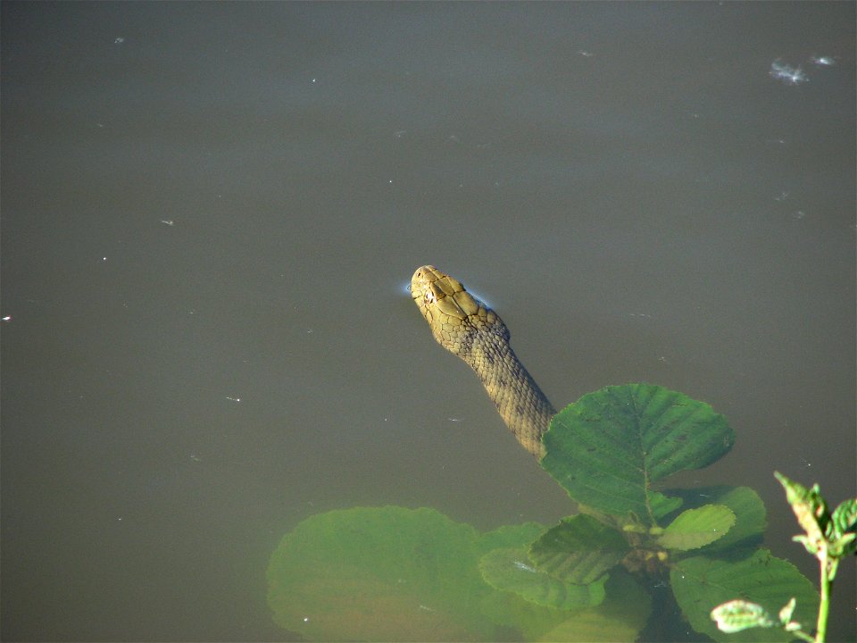 The Dice snake bathing in the Brno Reservoir