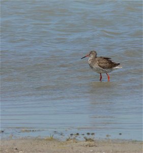 Rotschenkel am Warmsee im Seewinkel, Burgenland, Österreich