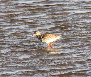 Common Redshank (Tringa totanus) in Oritkari, Oulu, Finland.