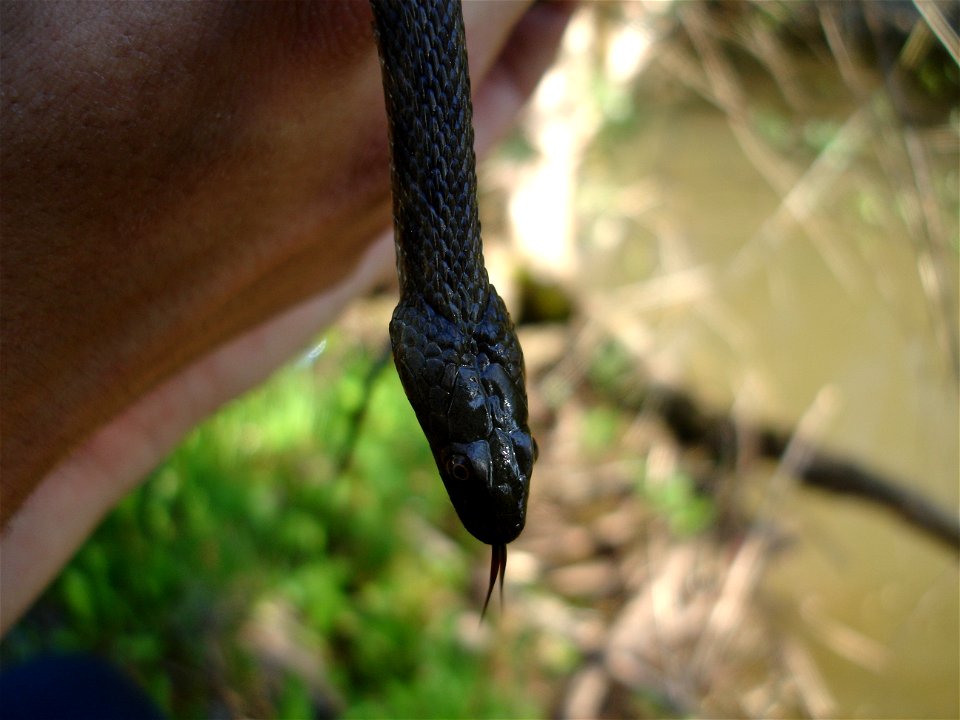 natrix tessellata.
picture taken in: Bosnia,Pale

author:Filip Lazarevic