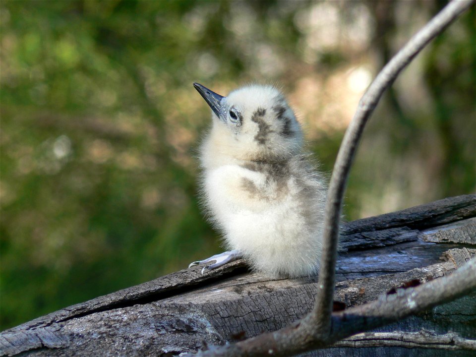 Millions of seabirds of over 19 different species call the Monument home. They raise their young in the protected national wildlife refuges. Photo credit: B.Flint/USFWS