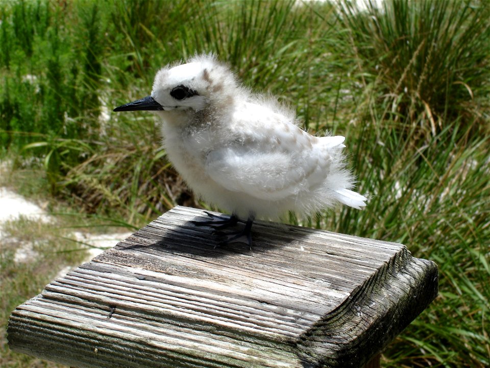 A white tern chick, hardly indicative of the beautiful bird that it would become. Hawaii, Northwest Hawaiian Islands, Midway Island.