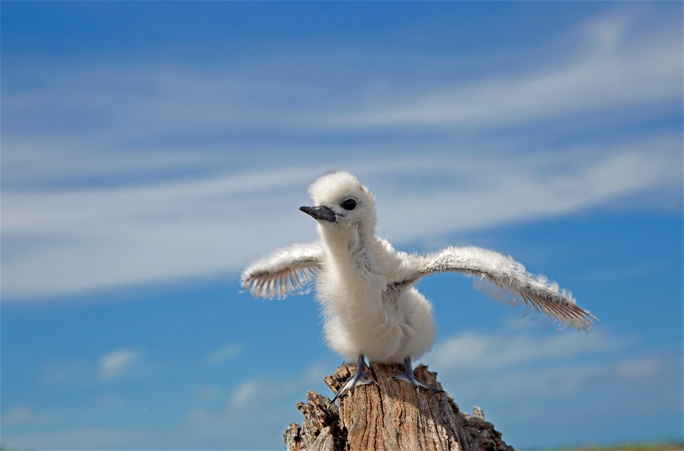Feel the wind beneath your wings like this fluffy white tern chick in Papahānaumokuākea Marine National Monument! An abundance of prey items including small fish in the monument allow tern chicks like