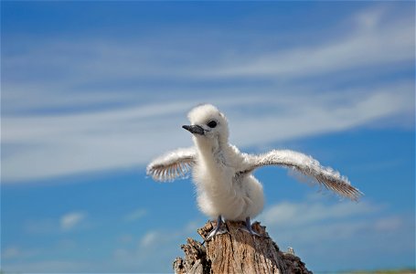 Feel the wind beneath your wings like this fluffy white tern chick in Papahānaumokuākea Marine National Monument! An abundance of prey items including small fish in the monument allow tern chicks like photo