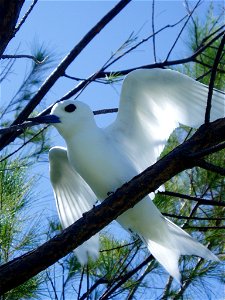 White Tern Gygis alba candida, Hawaii, Papahanaumokuakea Marine National Monument photo