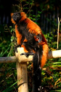 Red Ruffed Lemur at the Apenheul zoo in Apeldoorn Holland.