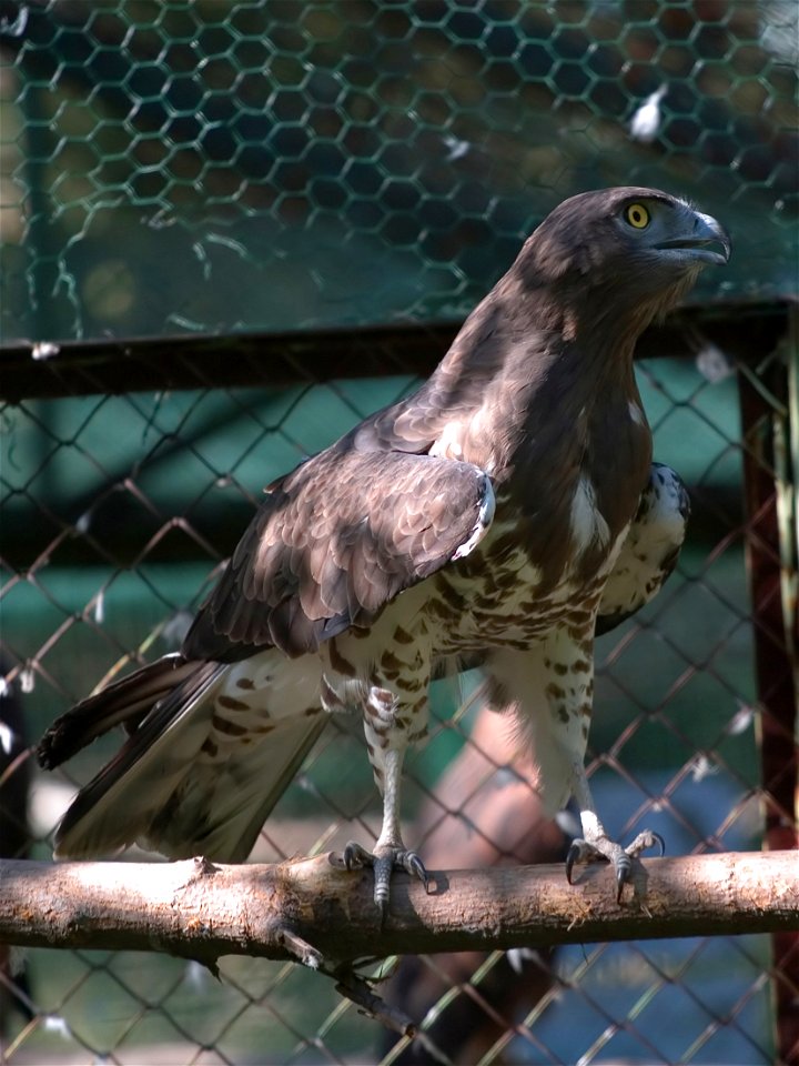 Adult female of Short-toed Eagle in the Kiev Zoo