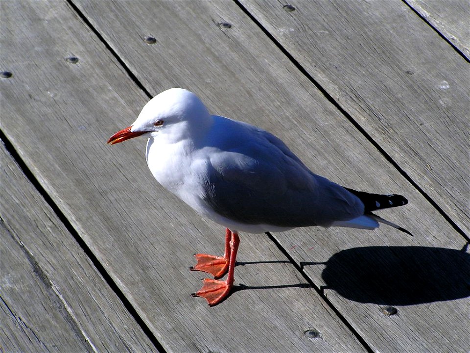 Silver Gull (Larus novaehollandiae)