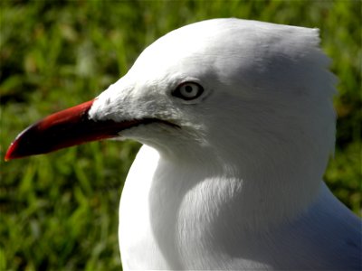 Silver Gull, found in Central Queensland, Australia photo