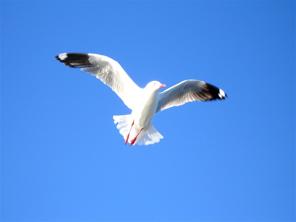 Seagull (Chroicocephalus novaehollandiae) in flight (Rose Bay, Australia, 24 July 2005)