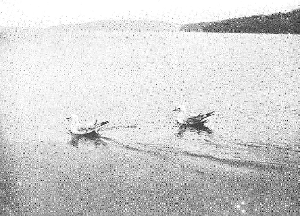 Mackerel-Gulls (Larus scopulinus), Carnley Harbour, Auckland Islands
Subject: Larus, Gulls
Tag: Water Birds