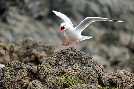 Red-billed seagull landing on rock, shouting (on the south coast of the North Island of New Zealand, near Wellington) photo