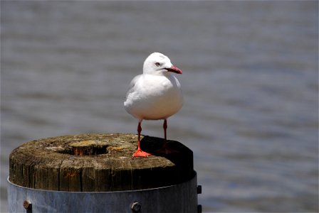 A Red-billed Gull on a pier at the waterfront at Rotorua, New Zealand photo