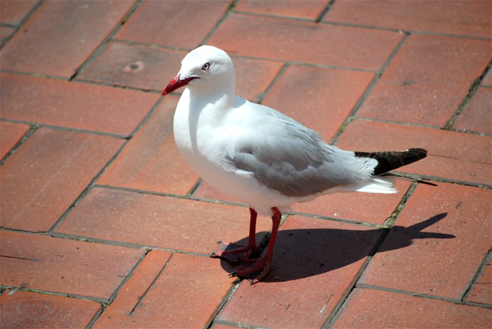 A Red-billed Gull near the waterfront at Rotorua, New Zealand