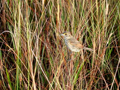Everglades National Park
Description  Everglades National Park, largest subtropical wilderness in the United States, boasts rare and endangered species. It has been designated a World Heritage Site, I