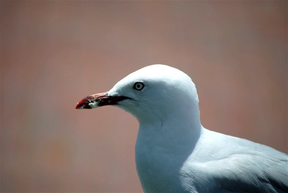 A Red-billed Gull near the waterfront at Rotorua, New Zealand