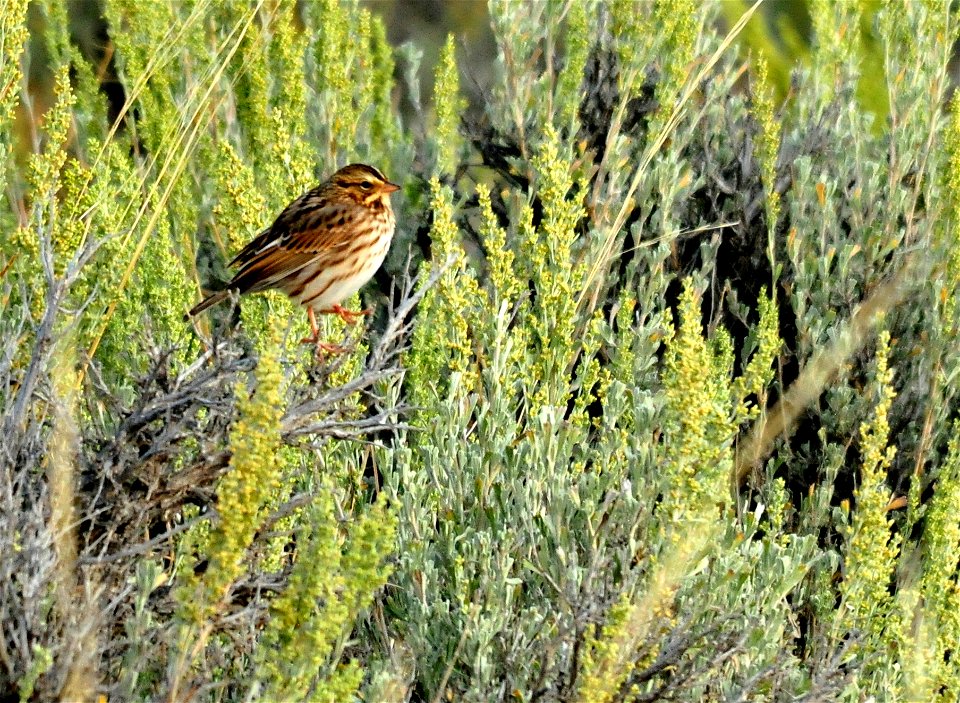 Wyoming big sagebrush provides habitat for a number of species of sparrows.  This savannah sparrow was sunning itself on sagebrush on Seedskadee NWR. Photo: Tom Koerner/USFWS