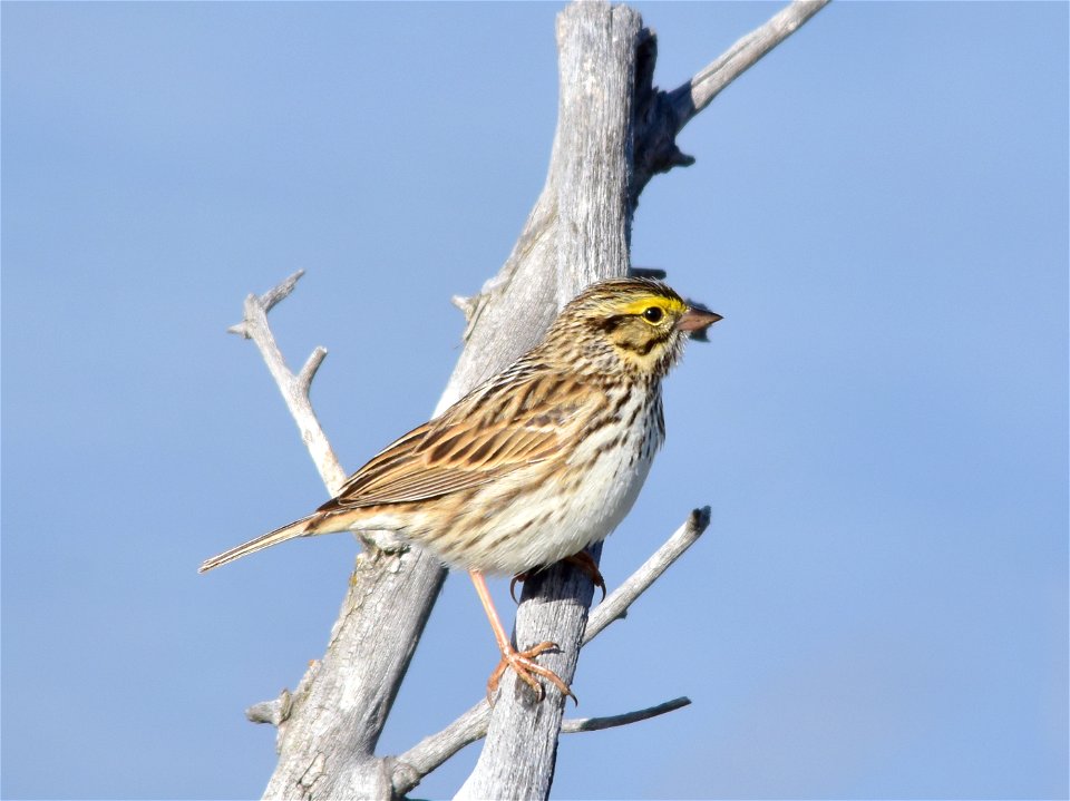 Raising young is hard work: a female Savannah sparrow must gather 10 times her weight in food to feed herself and her young during the 8 days they are in the nest.
<a href="https://www.allaboutbird