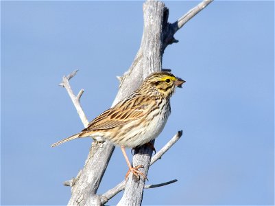 Raising young is hard work: a female Savannah sparrow must gather 10 times her weight in food to feed herself and her young during the 8 days they are in the nest.
<a href="https://www.allaboutbird