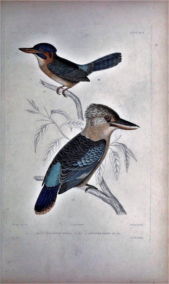 Dacelo leachii & Alcedo atthis