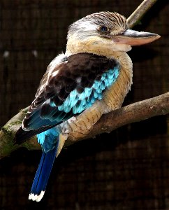 A male Blue-winged Kookabura at the Cotswold Wildlife Park, Oxfordshire, England. photo