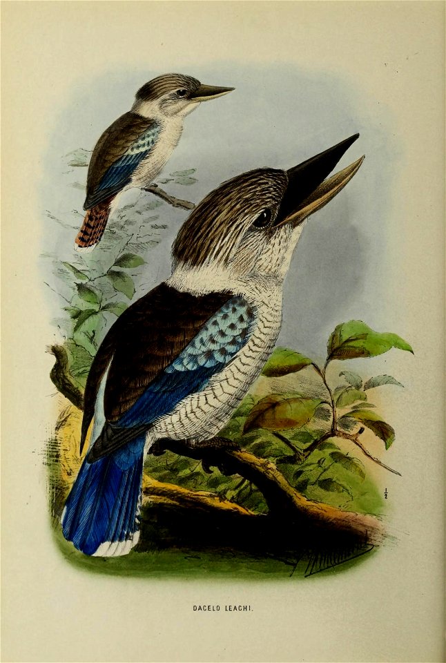 A monograph of the Alcedinidae : or, family of kingfishers /